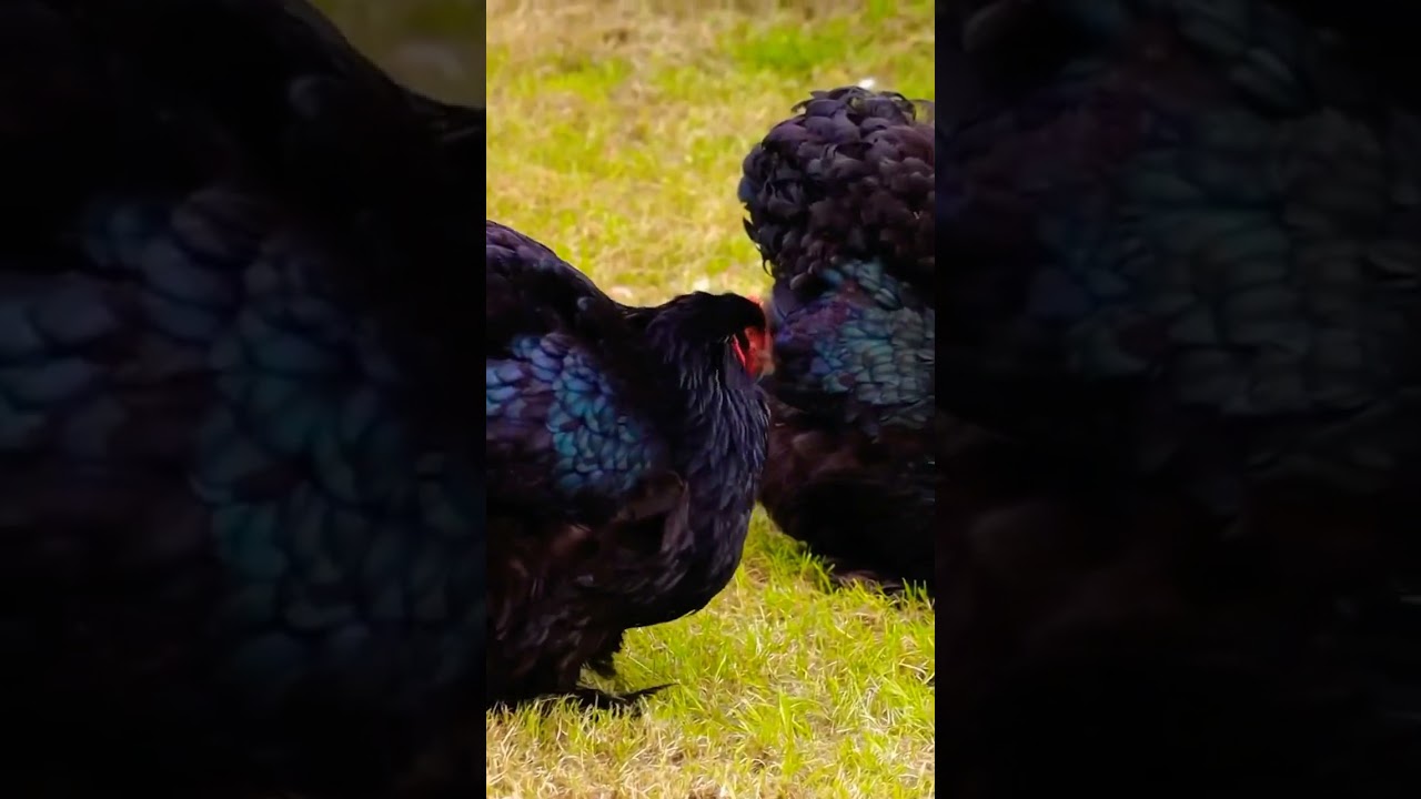 Black Heavy Cochin Top Quality Fancy Hens 