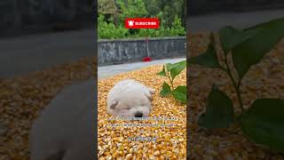 He Jumped... And Nobody Expected This! 🐶😱🔥#shortsvideo #shortsfeed #shorts #shortvideo #short #cute