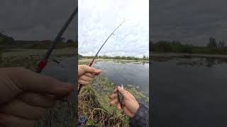 Kolejny dzień ze spinningiem.🎣 Rzeka Balewka płytka jak nigdy 😵‍💫