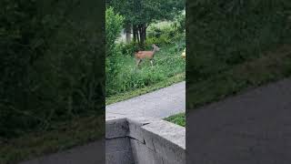 Sights and sounds from the front yard.