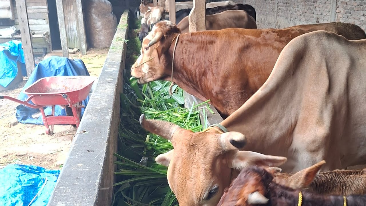 Cara Mengatasi Sapi Yg Terkena PMK ‼️