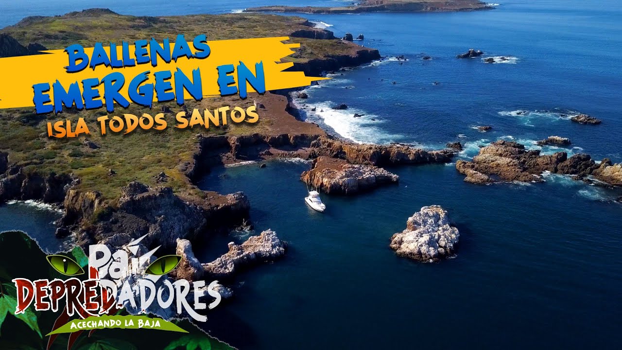 Ballenas emergen en Isla Todos Santos
