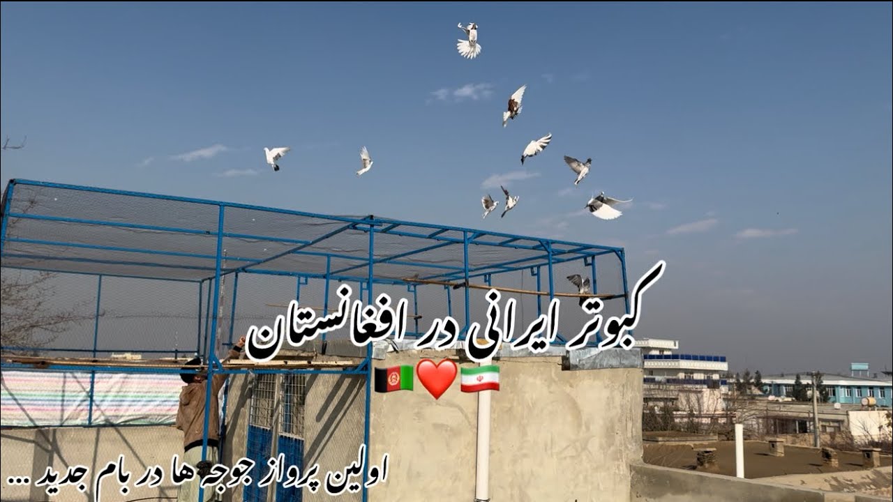 پروندن جوجه های سری اول تقدیم به نگاه پاکتون #کبوتر_بلندپرواز #highflyingpigeons 