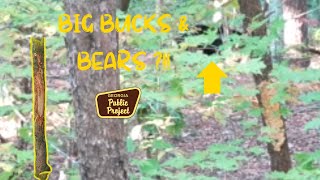 BIG BUCKS AND BEARS?!! | North Ga Public Land Hunting