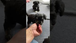 Tatum/Finn Miniature Schnauzer puppies- 5 weeks old