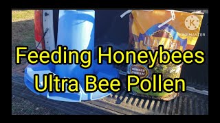 Feeding Honeybees Ultra Bee Pollen
Feeding Honeybees Ultra Bee Pollen
To order our Barnyard Bees hats, click on the link below. Link to super packages is also below.
Click Below To Order Super Packages https://barnyardbees.com/product/2023-super-package-kits-copy/
Click below to order our hats
https://barnyardbees.com/product/barnyard-bee-hats/
Click below to order queen
https://barnyardbees.com/product/queen-bee-shipped-by-date/
Package link:
https://barnyardbees.com/product/2023-packages-gentle-stock-packaged-bees/
Checkbout our Facebook page for beetle barn bait.
Queen Bee (Shipped by Date) – Barnyard Bees
https://barnyardbees.com/product/queen-bee-shipped-by-date/
Beetle Blaster – Barnyard Bees
https://barnyardbees.com/product/beetle-blaster/
Guardians
Beetle Traps for Entrances – Barnyard Bees
https://barnyardbees.com/product/beetle-traps-for-entrances/
Please help share our videos, click on little bell, like and subscribe, thanks for watching Barnyard Bees.
Click here to order The Bee Funnel
Bee Funnel – Barnyard Bees
https://barnyardbees.com/product/bee-funnel/
Click here to give us a review
BarnYard Bees Inc would love your feedback. Post a review to our profile.
https://g.page/Barnyardbees/review?gm
Check out the TikTok video here
https://vm.tiktok.com/KaLSG7/
2 frame nuc measurments.
Bottom board is 5x 21
Sides 10 1/4 x 19 3/4
Front 3 1/2 x 8 3/4
Back 3 1/2 x 9 1/2.......
5 frame nuc measurments.
Bottom board is 9x 21
Sides 10 1/4 x 19 3/4
Front 7 1/2 x 8 3/4
Back 7 1/2 x 9 1/2.........
Top feeder box
Bottom 10 1/2 x 20
Sides. 3 1/2 x 20
Ends. 3 1/2 x 12......
All of these measurements are based on assembling with 3/4 material such as Advantech...
Please like and subscribe.
2023 Packages (Gentle Stock Packaged Bees) – Barnyard Bees
https://barnyardbees.com/product/2023-package-deposits/
Check out the TikTok video here
https://vm.tiktok.com/KaLSG7/
Check out my YouTube channel on homesteading. Click on link below
https://www.youtube.com/channel/UC3NYHm5C1aF1b4HVbbQJEOA
Check out video below on how to make your own brood builder.
https://youtu.be/TqSswyKIIUE
Check us out on Instagram below
https://www.instagram.com/barnyardbeesinc/
Check out our Facebook page below
https://www.facebook.com/groups/1840466109605990/
Click below to order Nucs, packages, and beekeeping supplies.
http://www.barnyardbees.com
Beekeeping news is Brushy mountain bee supply is going out of business, and Kelly bee is merging with mann lake bee supply. Barnyard bees can help supply you with anything and everything pertaining to beekeeping.
http://www.barnyardbees.com
Store# (706)971-2700
Barnyard bees has everything and anything pertaining to beekeeping. So anyone needing beekeeping supplies we have them at a very competitive price.
http://www.barnyardbees.com
Click above to order 2023 Three pound packages, 5 frame nucs, anything and everything pertaining to beekeeping beetle barns, beetle blasters, mite strips, woodware, frames, Mated Italian queens, tools, bee suits, Barnyard Bees apparel T shirts, hoodies, tank tops, baseball ts, medication, hive kits, ultra bee pollen, honey. Also ask about our wholesale prices on honey,and beekeeping products. equipment we have it at
http://www.barnyardbees.com
2 frame nuc measurments.
Bottom board is 5x 21
Sides 10 1/4 x 19 3/4
Front 3 1/2 x 8 3/4
Back 3 1/2 x 9 1/2.......
5 frame nuc measurments.
Bottom board is 9x 21
Sides 10 1/4 x 19 3/4
Front 7 1/2 x 8 3/4
Back 7 1/2 x 9 1/2.........
Top feeder box
Bottom 10 1/2 x 20
Sides. 3 1/2 x 20
Ends. 3 1/2 x 12......
All of these measurements are based on assembling with 3/4 material such as Advantech...
#beepollen #beekeeping #honeybees Feeding Honeybees Ultra Bee Pollen