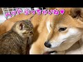小さな猫ベッドにはみ出しながらもくつろぐ柴犬を見た子猫が♥ Shiba Inu getting into a small bed