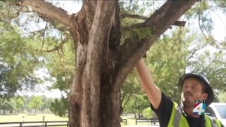 How a tree risk assessment can protect your property during a storm