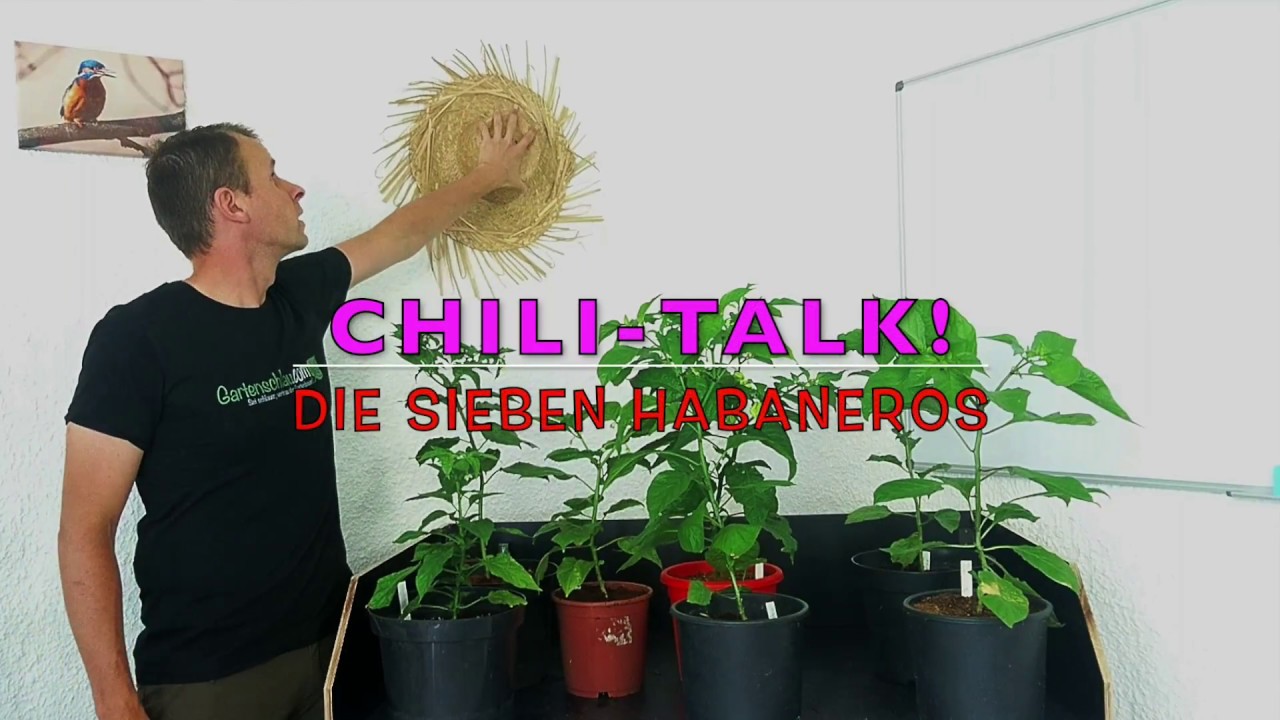 7 Habanero-Chilis im Vergleich: Farbe, Form und Schärfe