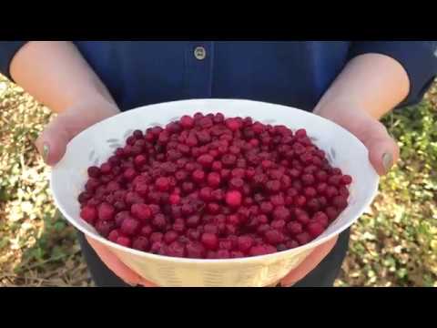 Video: Bánh Lingonberry