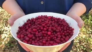 Scandinavian Superfoods:  Lingonberries