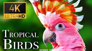 Tropical Birds with Names and Sounds in 8K - Scenic Relaxation Film
