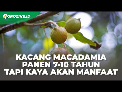 Video: Pokok Kacang Macadamia - Ketahui Tentang Menanam Kacang Macadamia