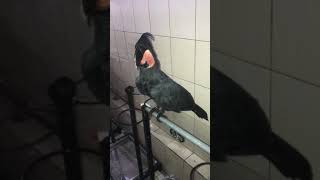 Download lagu Sound from female palm cockatoo suara kakatua raja Sound from female palm cockatoo suara kakatua raja