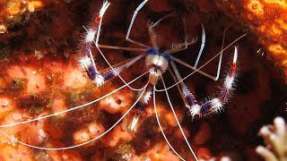 Facts: The Banded Coral Shrimp