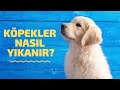 KÖPEKLER NASIL YIKANIR?/ Köpekler yıkanırken dikkat edilmesi gerekenler.