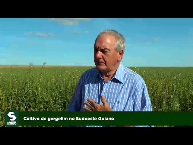 Cultivo de gergelim no Sudoeste Goiano class=