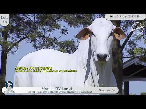 LOTE 10   MARILIA FIV LUC2L   PRI 2298 1