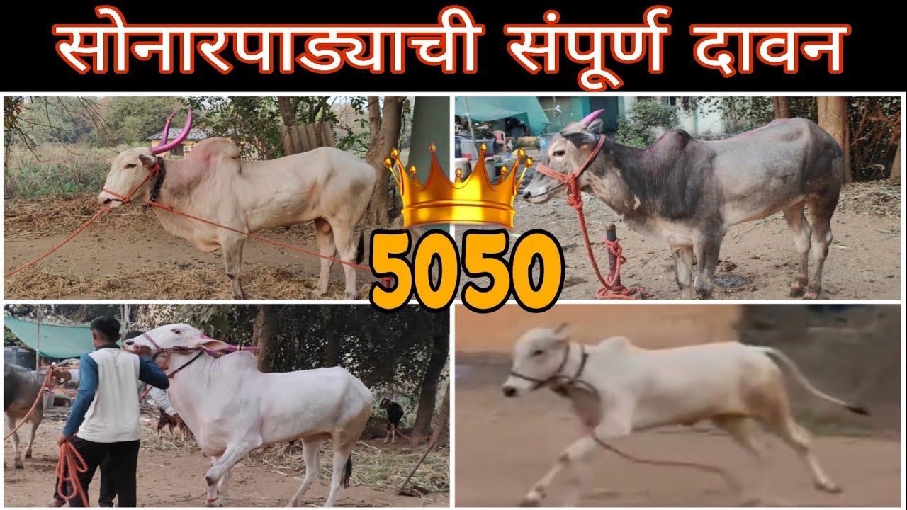 सोनारपाड्याच्या दावणीची भेट | सोन्या 5050 आणी संपूर्ण दावन |