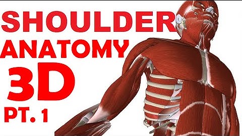 Shoulder Anatomy part 1 - Joints And Bones
