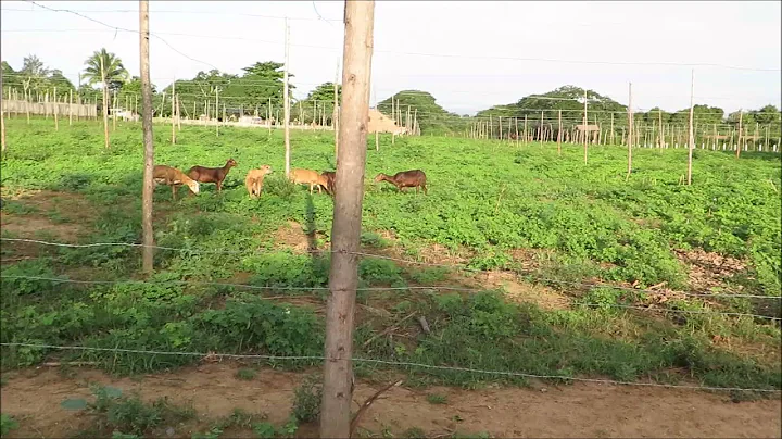 Days at the tobacco farm with Hector Luis Prieto