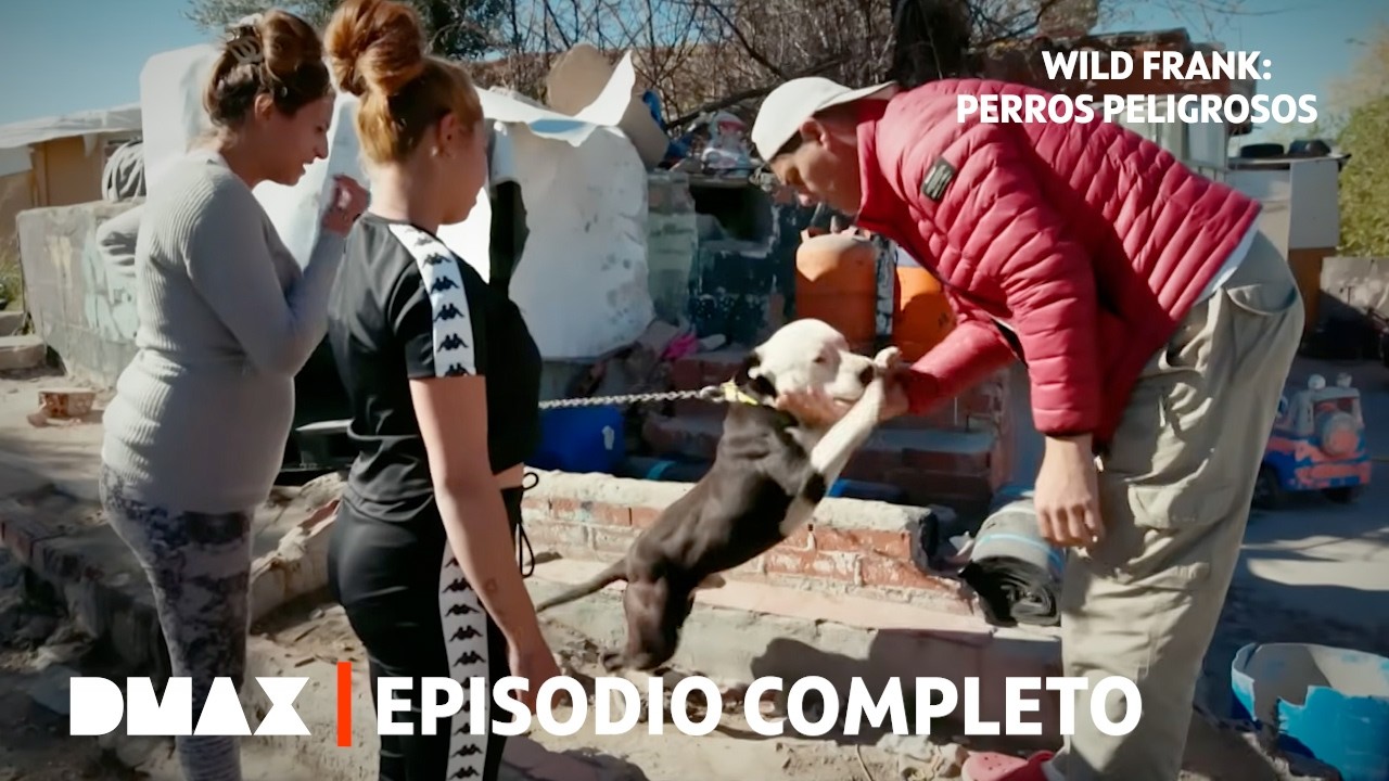 El negocio ilegal de peleas de perros: cifras y secretos| Parte 2 | Wild Frank: Perros Peligrosos