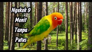 Pancingan/Masteran Suara Lovebird Durasi 9 Menit Tanpa Putus