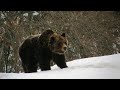 Lorso in trentino  il parco adamello brenta si racconta