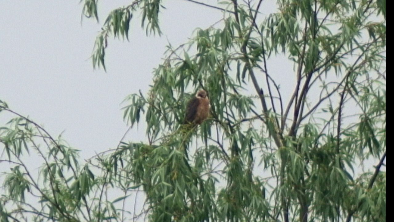 Red footed falcon at RSPB Ham Wall Somerset 