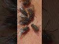 The Epic Battle: Billions of Flies vs. Flesh-Eating Maggots! #naturalscience #publichealth