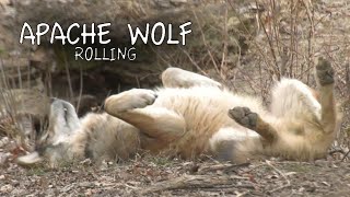 Apache Mexican Grey Wolf Scent Rolling