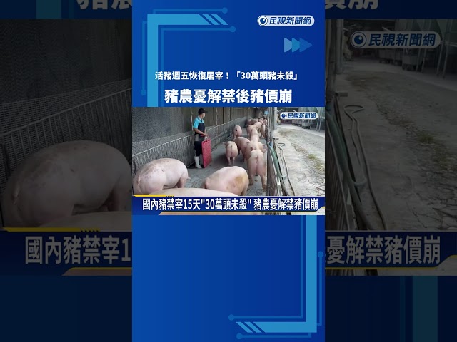 週五恢復屠宰豬隻 "累積30萬頭"豬農憂價格崩跌－民視新聞