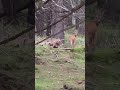 Sarna na szlaku. Góry, wakacje, lato, weekend. Szlak od Strzechy do Polany