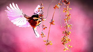 4K Lovely Birds Paradise Relaxation Music - Breathtaking Colorful Birds Sleep Music screenshot 4
