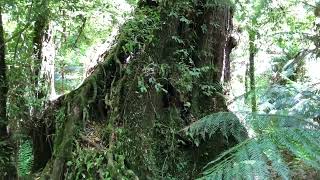 12 Ancient Myrtle Beech (Nothofagus cunninghamii)