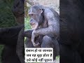 old chimpanzee