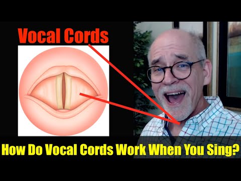 Video: Where Does A Person Have Vocal Cords?