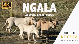 Ngala &BEYOND Safari Lodge: The only free living white lions in the world