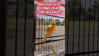 Mengenal Kenari Lokal kenari kenarigacor kenarimacetbunyi kicaumania canary shorts burung
