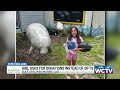 Something Good: Girl asks for donations to Gulf Specimen Marine lab instead of gifts
