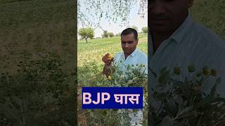 BJP घास #weedcontrol #weed#Wildsunflower#bindaas_zindagi1 |Arjun Sharma 15 June 2026