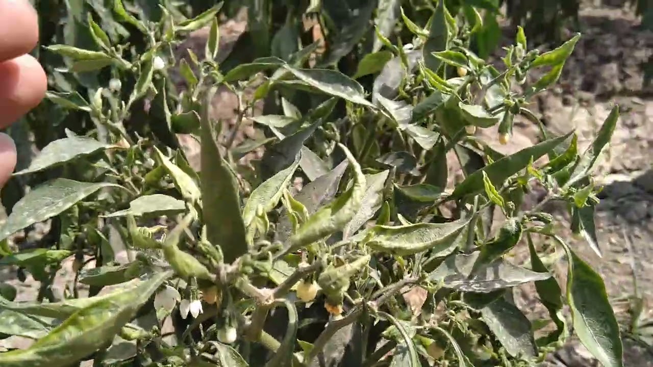 Damage Symptoms associated with Thrips in Chilli or Pepper Plants - Must focus IPM to avoid losses