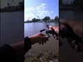 Riba mozda je Som #fishing #angeln