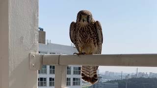 2020황조롱이 육아35Kestrel nesting- 혼자 남은 막내의 긴 하루 A long day of lonely Magnei