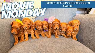 Roxie's Teacup Goldendoodle Puppies 4 weeks