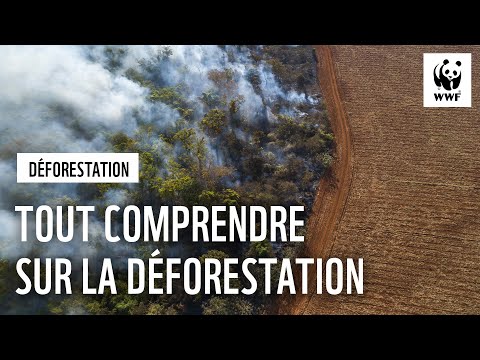 Vidéo: Pourquoi la déforestation de la forêt tropicale est-elle mauvaise ?