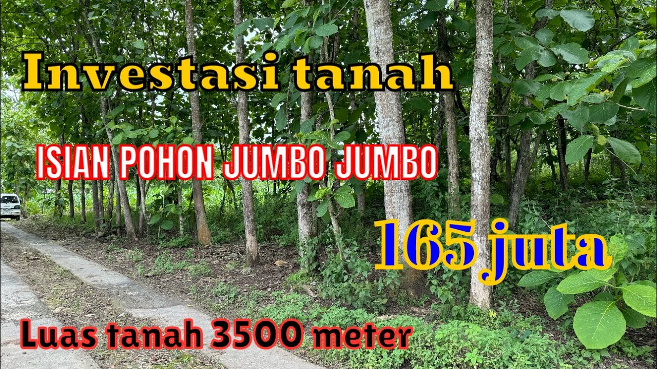 INVESTASI MENJANJIKAN ( LUAS TANAH 3500 METER ) isian pohon jumbo jumbo @rajiproperty channel