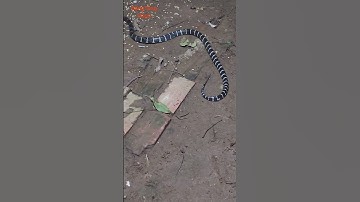 sau cơn mưa rắn cạp nia đi kiếm ăn #동물키우기 #뱀 #snake