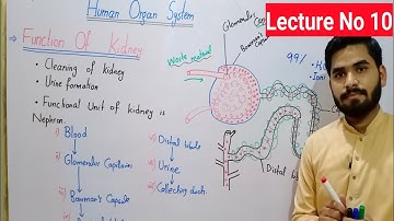 Function Of Kidney Class 8 In Urdu Hindi By Haider Ali || Lec#No 10 || Urine Formation Class 8