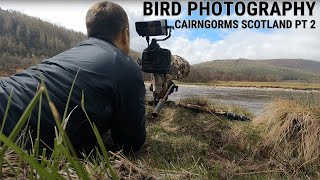 WILDLIFE/BIRD PHOTOGRAPHY | CAIRNGORMS, SCOTLAND | Part 2